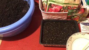 Ампельная клубника.Посев в Январе