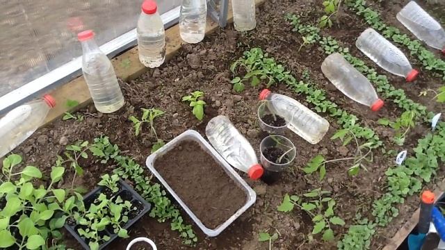 Моя теплица !!! О, ужас, мои томаты !!! Ночной заморозок - 5 !!! смотреть онлайн