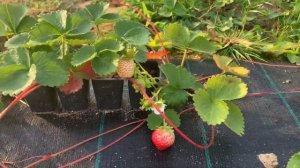 Ремонтантная клубника осенью 26.09.2020