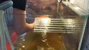 Как ухаживать за водной черепахой.Уборка в аквариуме.Чем чистить аквариум.Кот и черепаха.Turtle.Cat