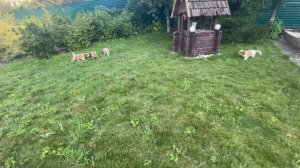 Щенки кавалер Кинг чарльз спаниель