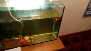 Два способа оплодотворения золотых рыбок.