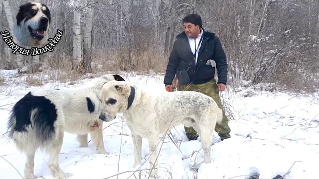 История волкодава Сакар VS Белый Хода My DOG / Волкодав против медведя и волка