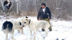 История волкодава Сакар VS Белый Хода My DOG / Волкодав против медведя и волка