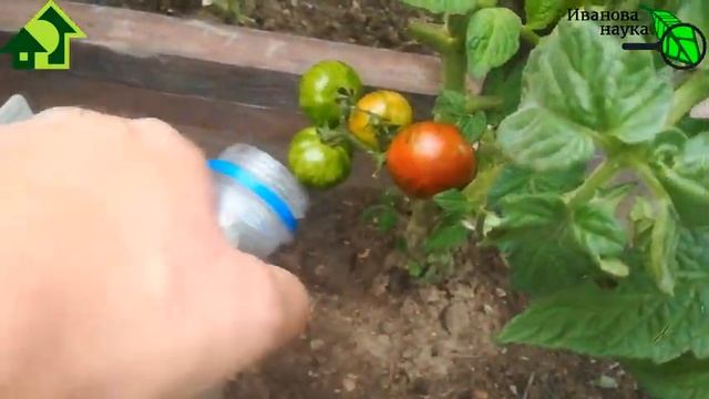 Подкормка ТОМАТА для красивых, сочных и вкусных плодов без ТРЕЩИН и ИЗЪЯНОВ. Это ТОЧНО понравится! смотреть онлайн