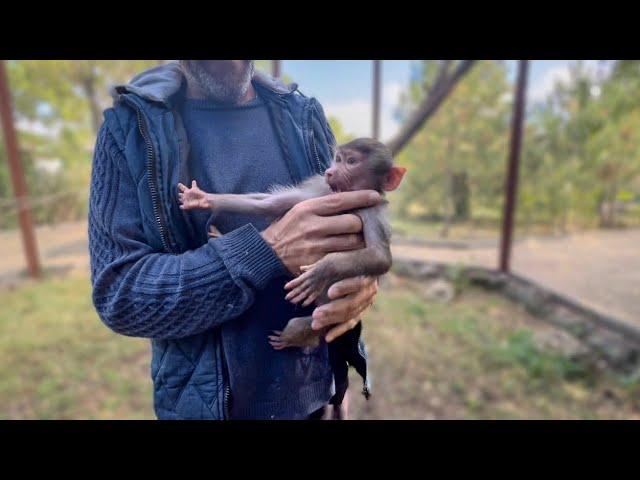 Гамадрил люська и компания последние. Гамадриленыш Люська Тайган. Люська гамадрил Тайган. Гамадрил Люська и компания. Гамадрил Люська последние новости на сегодня.