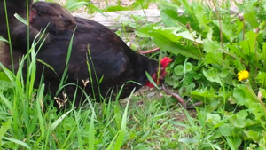 Курица склевала змею