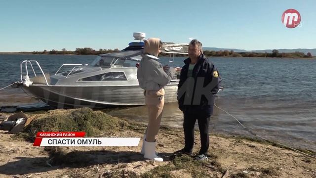 Омуль идет на нерест! Как сохраняют популяцию знаменитой байкальской рыбы