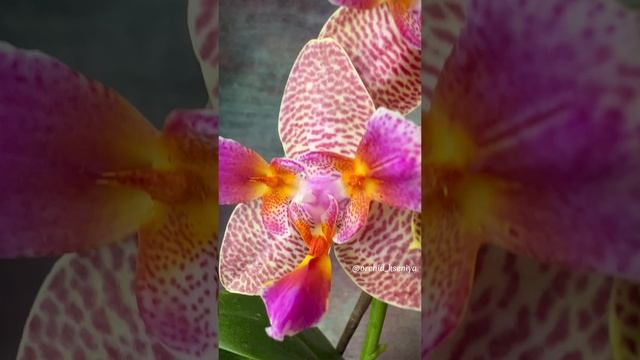 Phal. Joy Fairy Tale ? Ароматная азиатская восковая орхидея трилипс Сказка в домашнем цветении ❤️