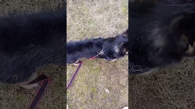#дворняжка #dog #собака #умнаясобака #дрессировка #doglover #трюки #обучение #дрессировкасобак
