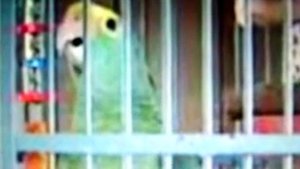 Венесуэльский Амазон говорящий видео 89262688658