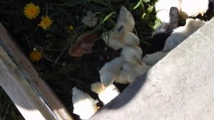 загон для цыплят, летний выгул, реакция собаки на цыплят, выпас для цыплят, летний домик для цыплят