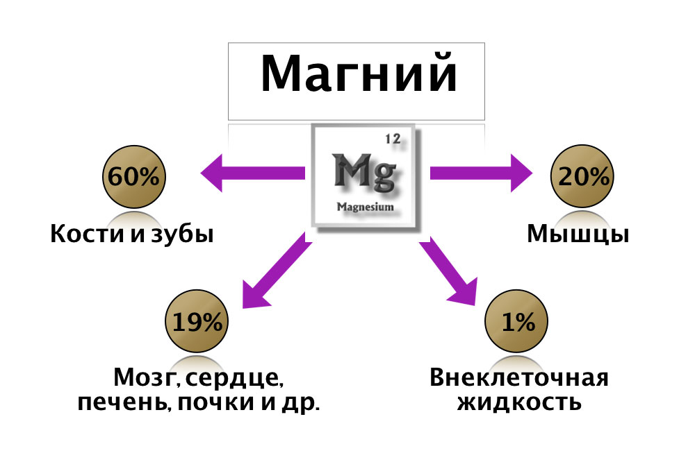 Магний в крови у мужчин