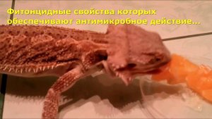 Бородатая агама: распорядок дня (2 часть)