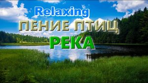 ПЕНИЕ ПТИЦ, РЕКА В ЛЕСУ|ДАСТ ВАМ ПОЛОЖИТЕЛЬНЫЙ ЗАРЯД ЭНЕРГИИ И ВОССТАНОВИТ ВАШИ СИЛЫ!