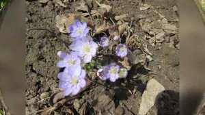 Весенние первоцветы в саду Spring flowers primroses