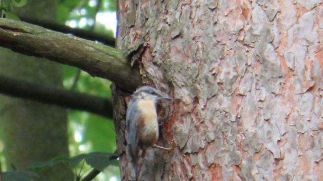 Canon Powershot SX740 HS - Zoom Test 25 4k Unedited - Eurasian Nuthatch  Sitta europaea