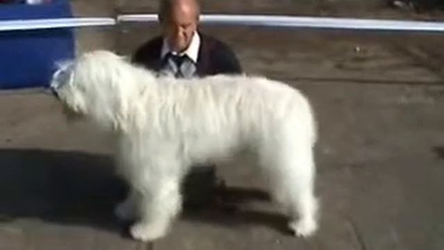 Черномор Лютый