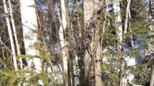 Агалатово, СНТ Касимово