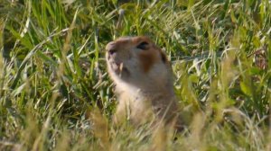 Суслик предупреждает об опасности