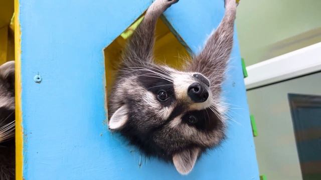 Sofia as a nanny for Funny pets! смотреть онлайн