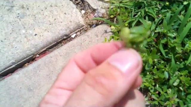 Off-Grid John: Department of Foraging 7/26/2011-Purslane & Spurge. смотреть онлайн