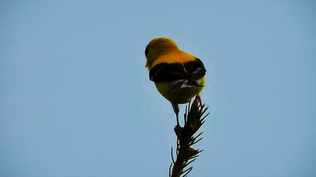 (Must see!) Nikon P600 Sample Wildlife Photos 2014 смотреть онлайн