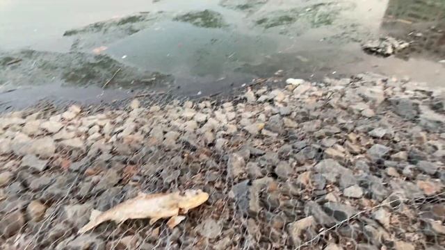 Экологическая КАТАСТРОФА в Солнцево, ПРУД полон МЕРТВОЙ РЫБЫ!!!