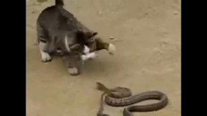 Кто из них сильнее Кошка против змеи