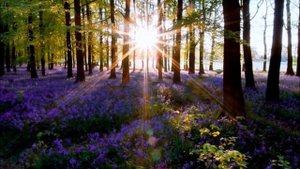 Музыкотерапия. Эдвард Григ - Утро