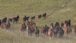 "Секта свидетелей татаро-монгольского ига" - сетевая структура Запада