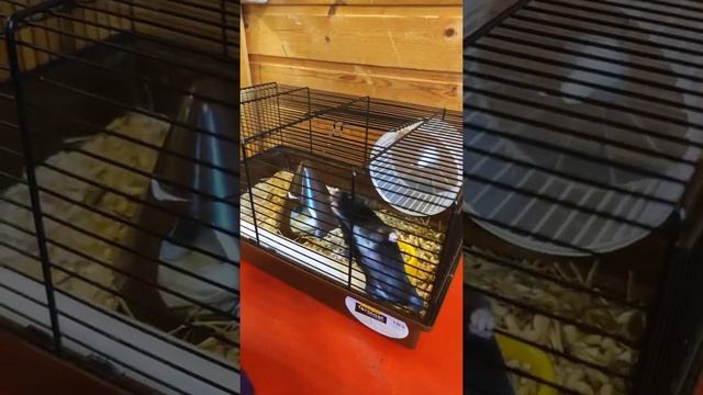 Домашний сирийский хомяк черного цвета