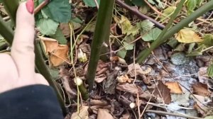 Обрезка и укрытие ежевики в средней полосе.