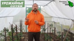КОЛОССАЛЬНЫЙ УРОЖАЙ ТОМАТА с 3-мя РЕЦЕПТАМИ СУПЕР-ПОДКОРМКИ и УДИВИТЕЛЬНОЙ ТАБЛЕТКОЙ ДЛЯ РАСТЕНИЙ!
