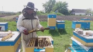 Поднимаем пчелу в 145-й магазин | Выбраковка 300-х рамок при работе с 145-м  магазином.