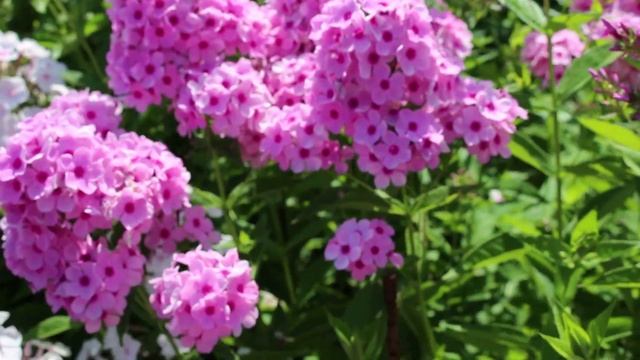 Флоксы Бисер и Спинерс смотреть онлайн