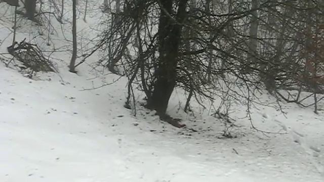Український Карпатський гончак і заєць