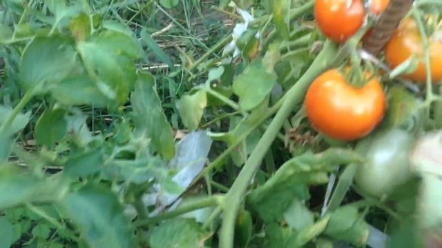 Сумашедший урожай помидор в моём огороде без теплицы!Ведро с куста! смотреть онлайн
