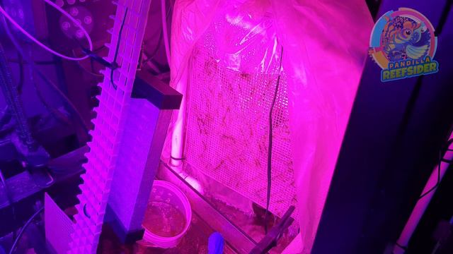 ARRECIFE DE CORAL CON PERSEVERANCIA Y NOSTALGIA PERSONAL смотреть онлайн