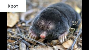 Окружающий мир 1 класс ч.1, тема урока "Кто такие звери", с.38-39, Школа России