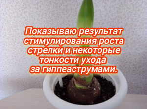 Показываю результат стимулирования роста стрелки и некоторые тонкости ухода за гиппеаструмами