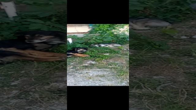 Белогорск тузики прячутся от жары Крым