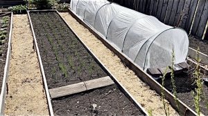 Высадила капусту брокколи и цветную в грунт. Краткий обзор погоды и огорода.