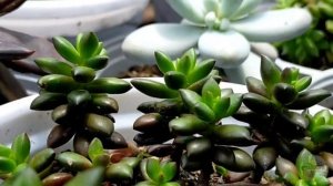 10 Succulents na mahirap alagaan || Difficult to grow Succulents