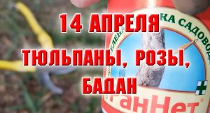 14 апреля. Влог. Дачные дела, тюльпаны, розы, бадан