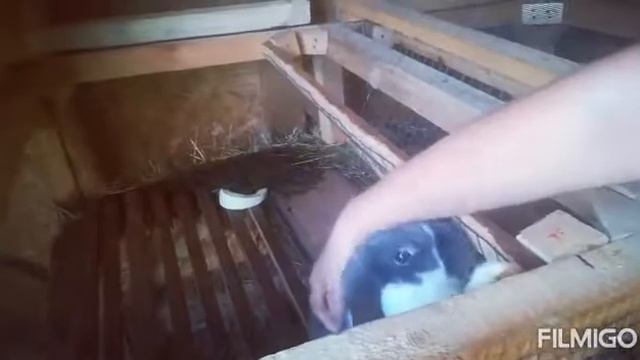 5 признаков любви кролика