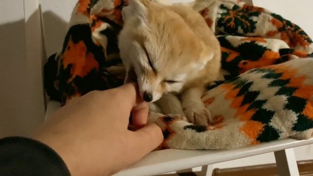 Лиса в стране художника. Рисую портрет лисички. Картина маслом. Лисичка фенек смотреть онлайн