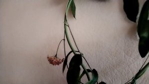 Хойи.Цветение сентябрь 2022г.?♀️ Hoya Acuta,Subcalva,Archboldiana.