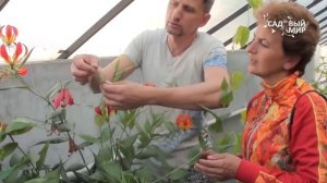 Вьющаяся лилия   Глориоза