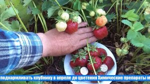 Чем подкормить клубнику в апреле для хорошего урожая